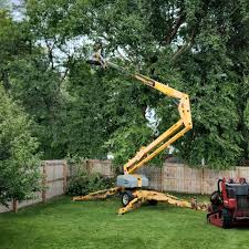 How Our Tree Care Process Works  in  Williamstown, KY